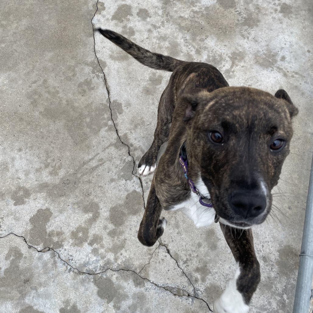 Enlarge Gordita Crunch, a Adoptable mixed breed in South Haven, MI image 6/6