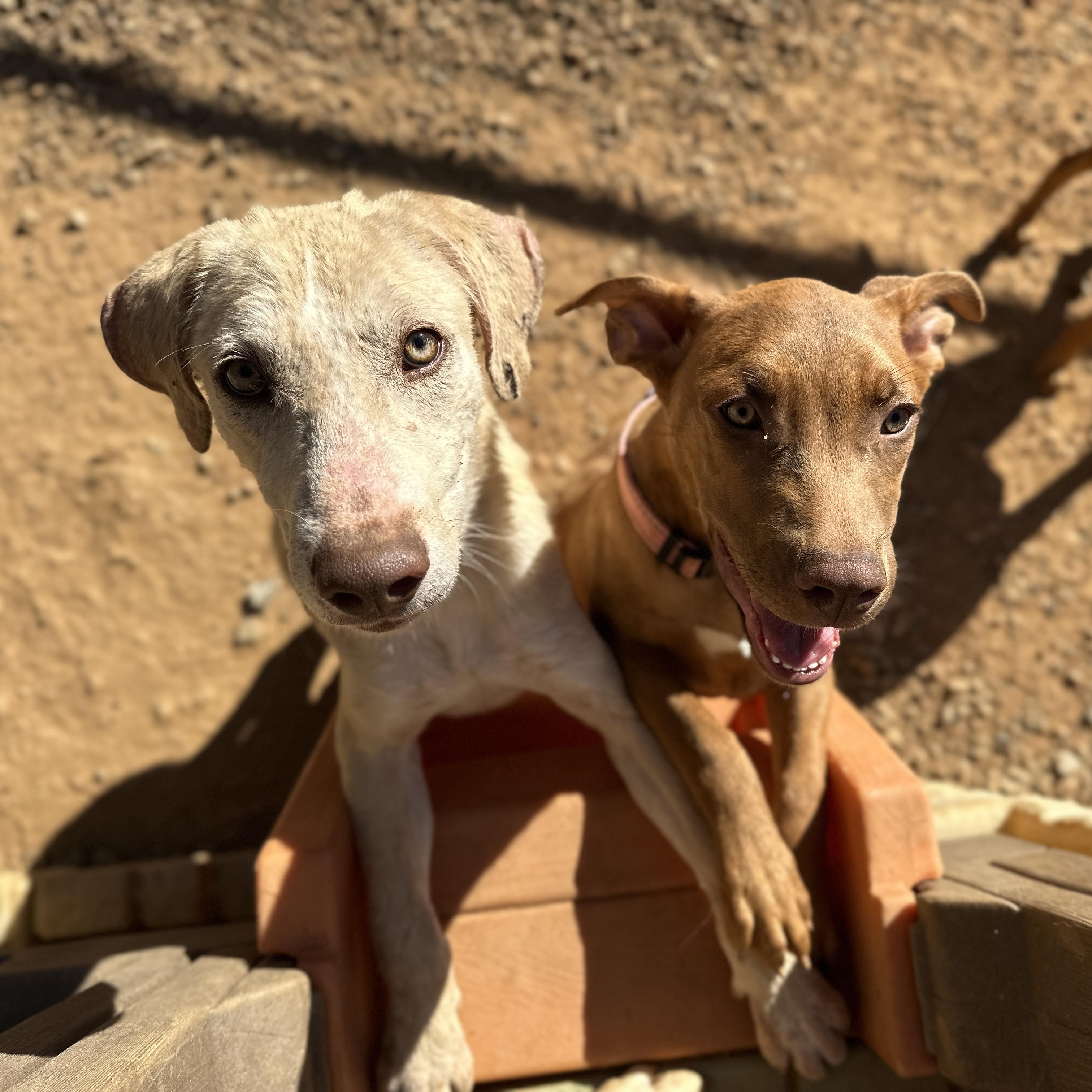Enlarge Sir Wigglebutt, an adopted mixed breed in Stowe, VT image 5/6