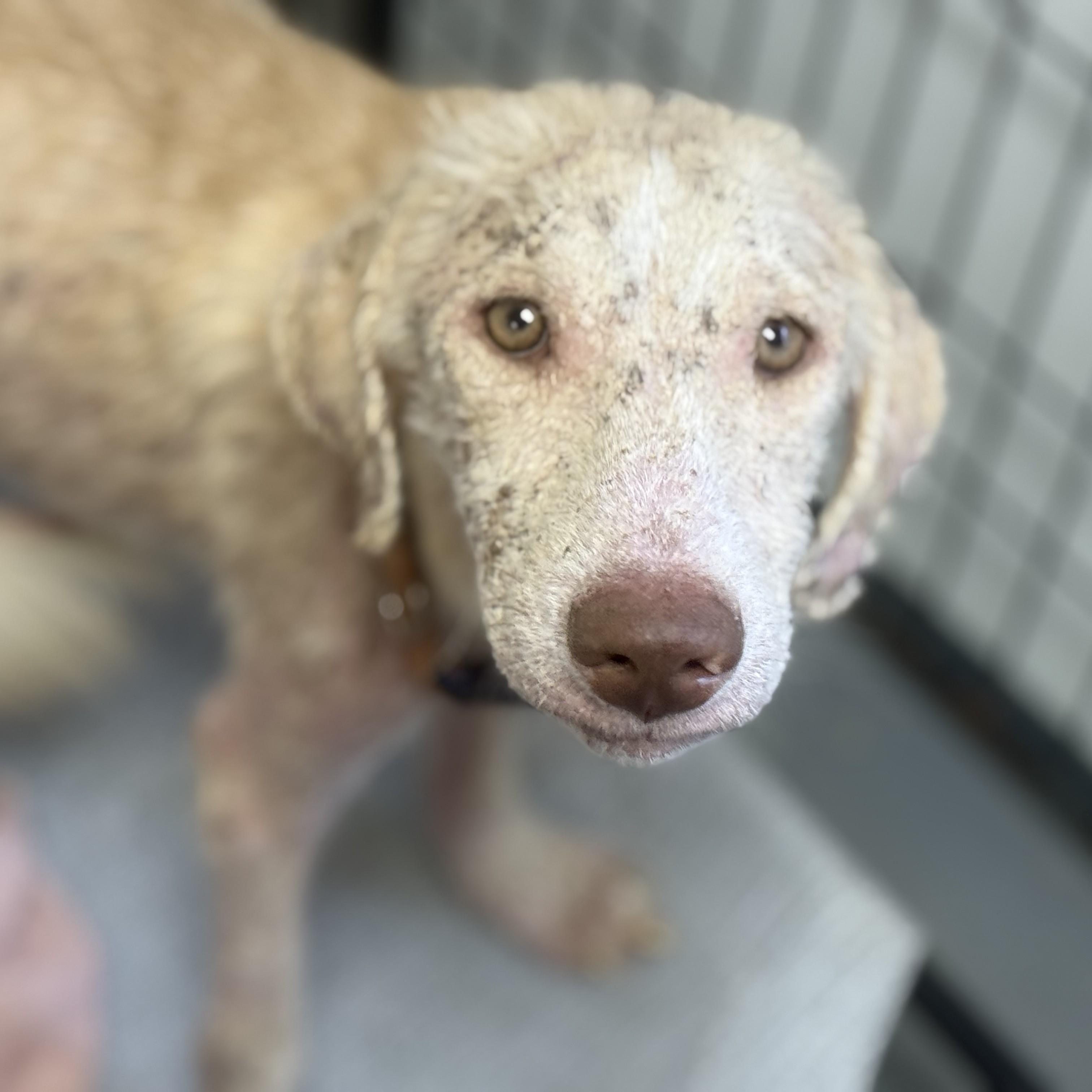 Enlarge Sir Wigglebutt, an adopted mixed breed in Stowe, VT image 6/6