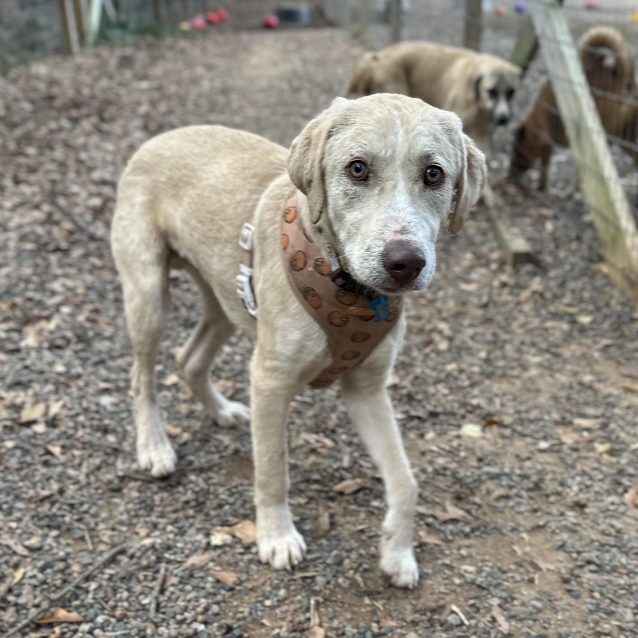 Enlarge Sir Wigglebutt, an adopted mixed breed in Stowe, VT image 4/6