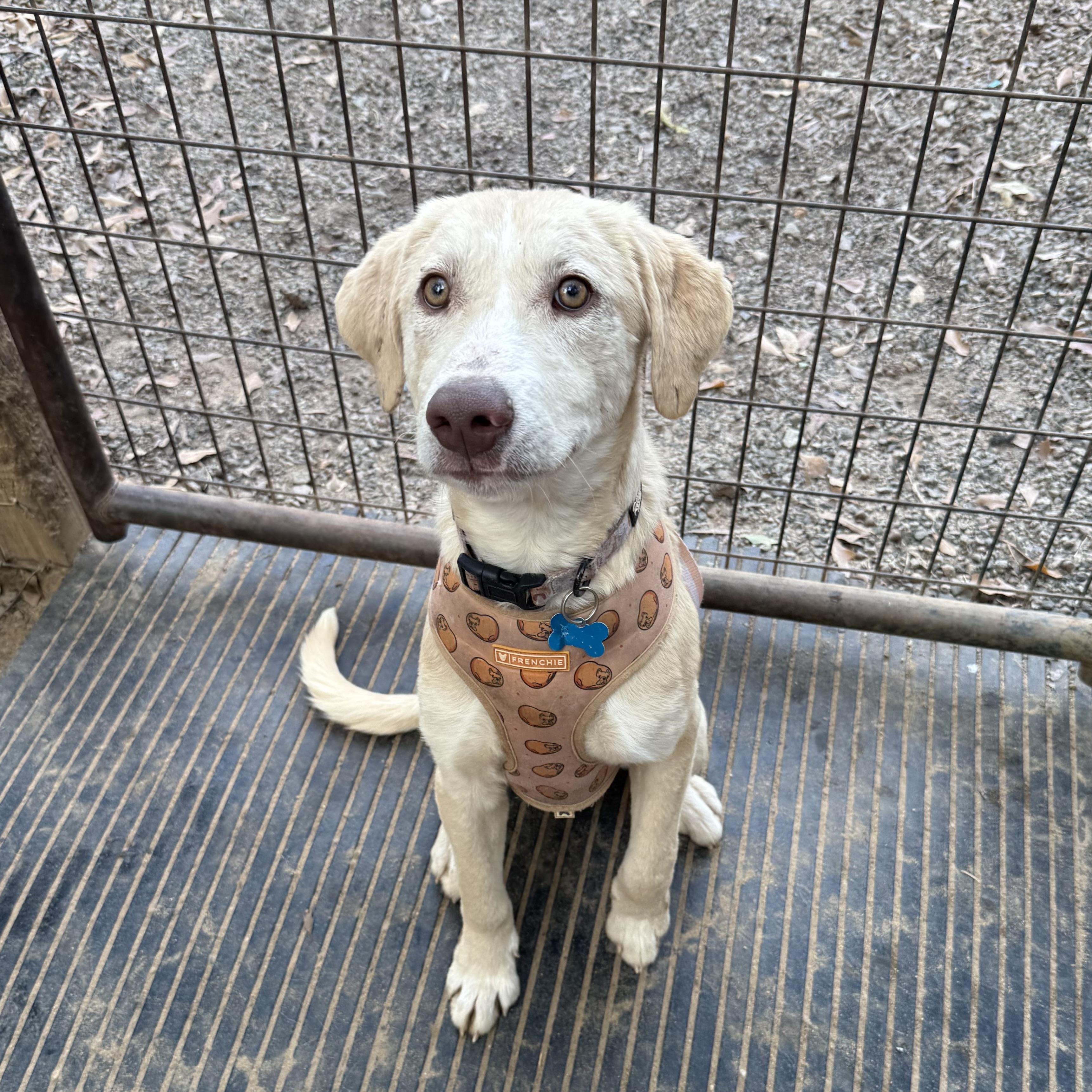 Enlarge Sir Wigglebutt, an adopted mixed breed in Stowe, VT image 3/6
