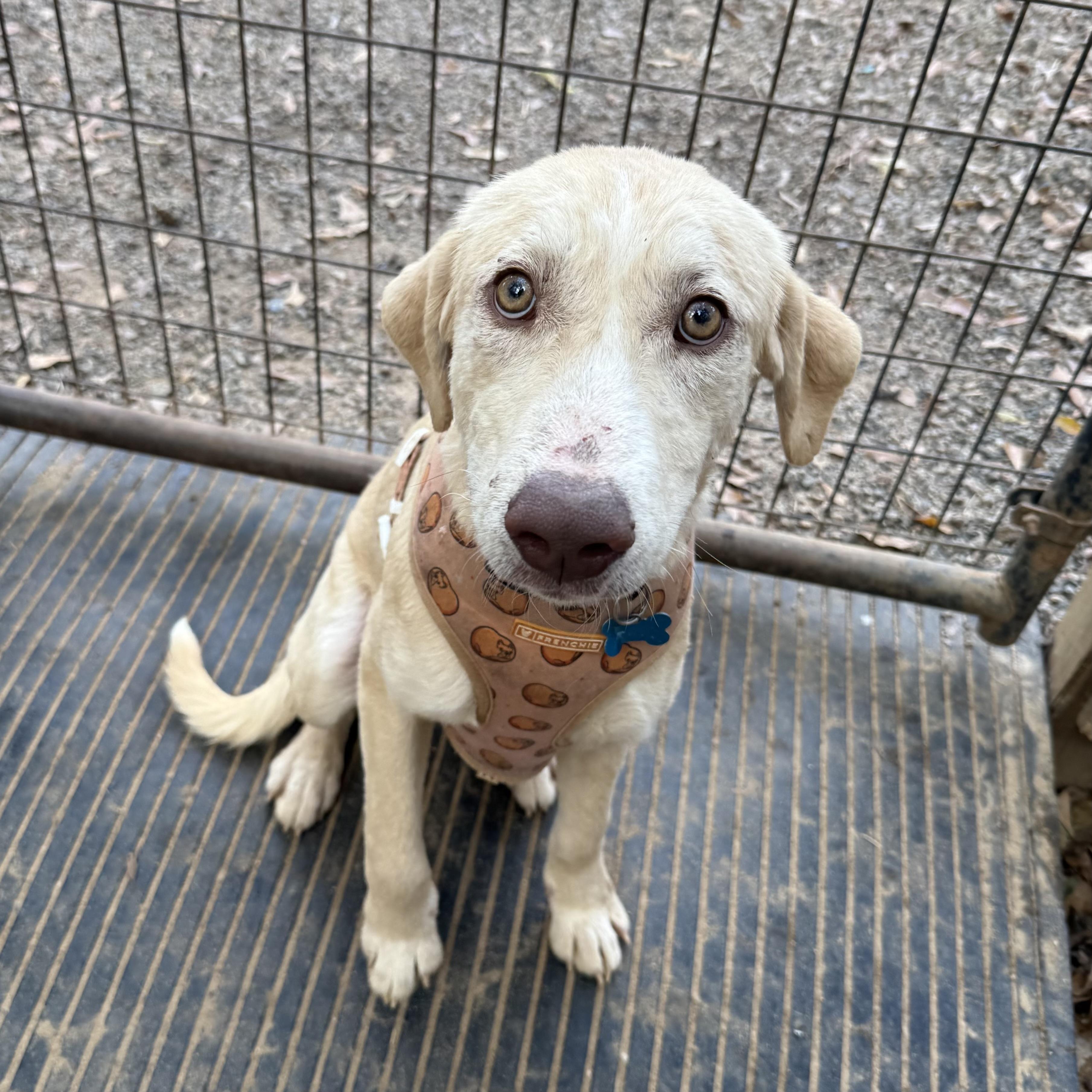 Enlarge Sir Wigglebutt, an adopted mixed breed in Stowe, VT image 2/6