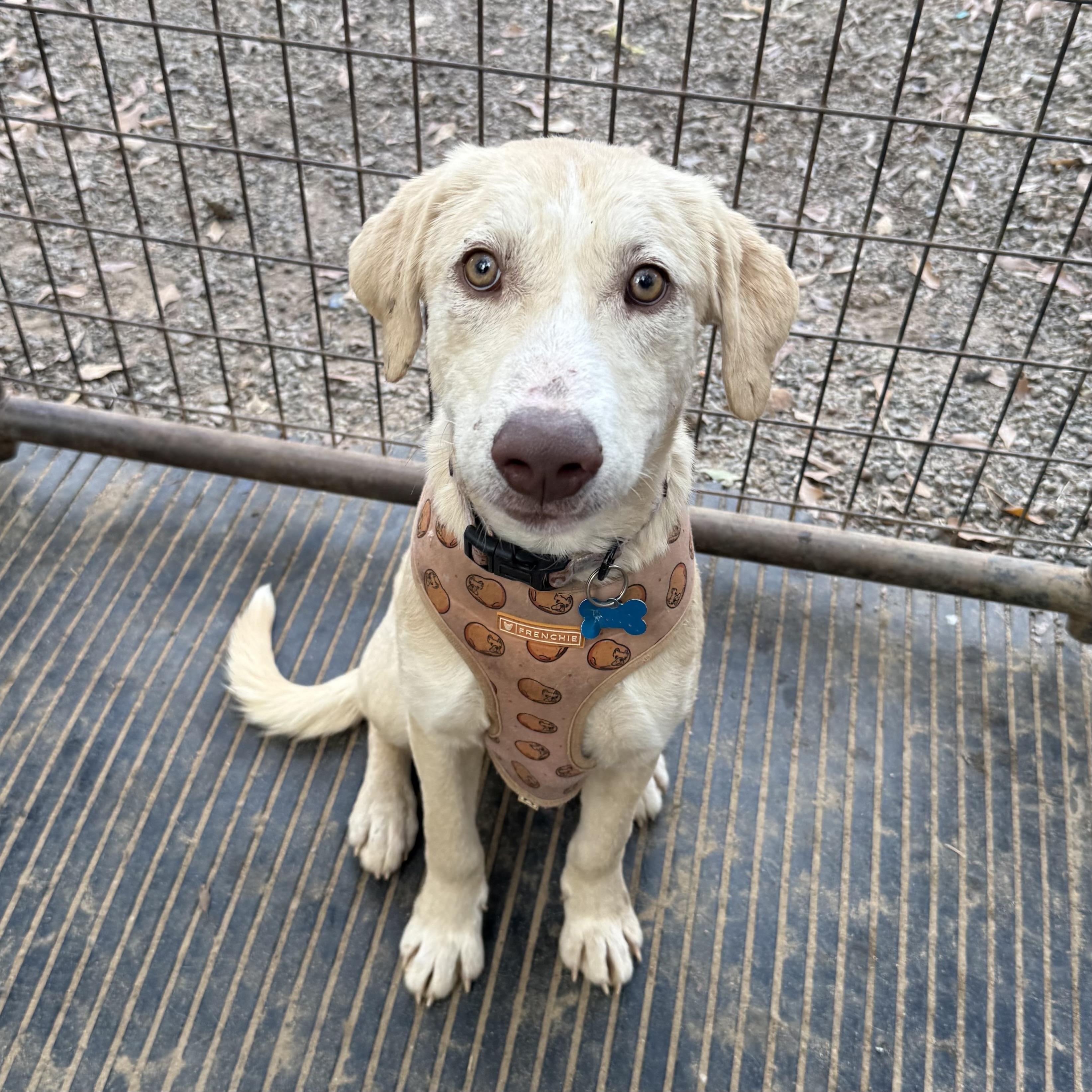 Enlarge Sir Wigglebutt, an adopted mixed breed in Stowe, VT image 1/6