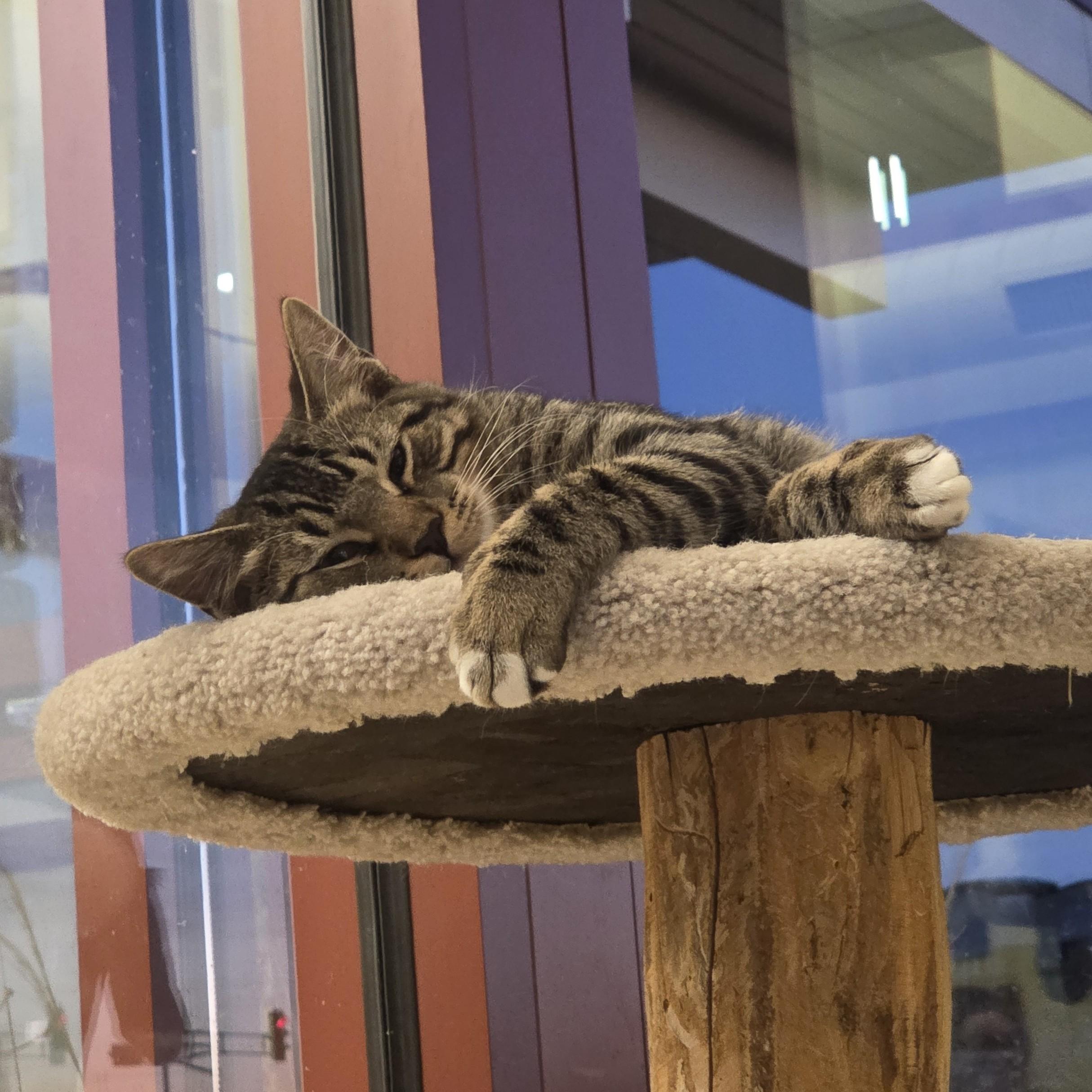 Enlarge Bob, a ADOPTABLE Domestic Short Hair in Madison, WI image 1/2