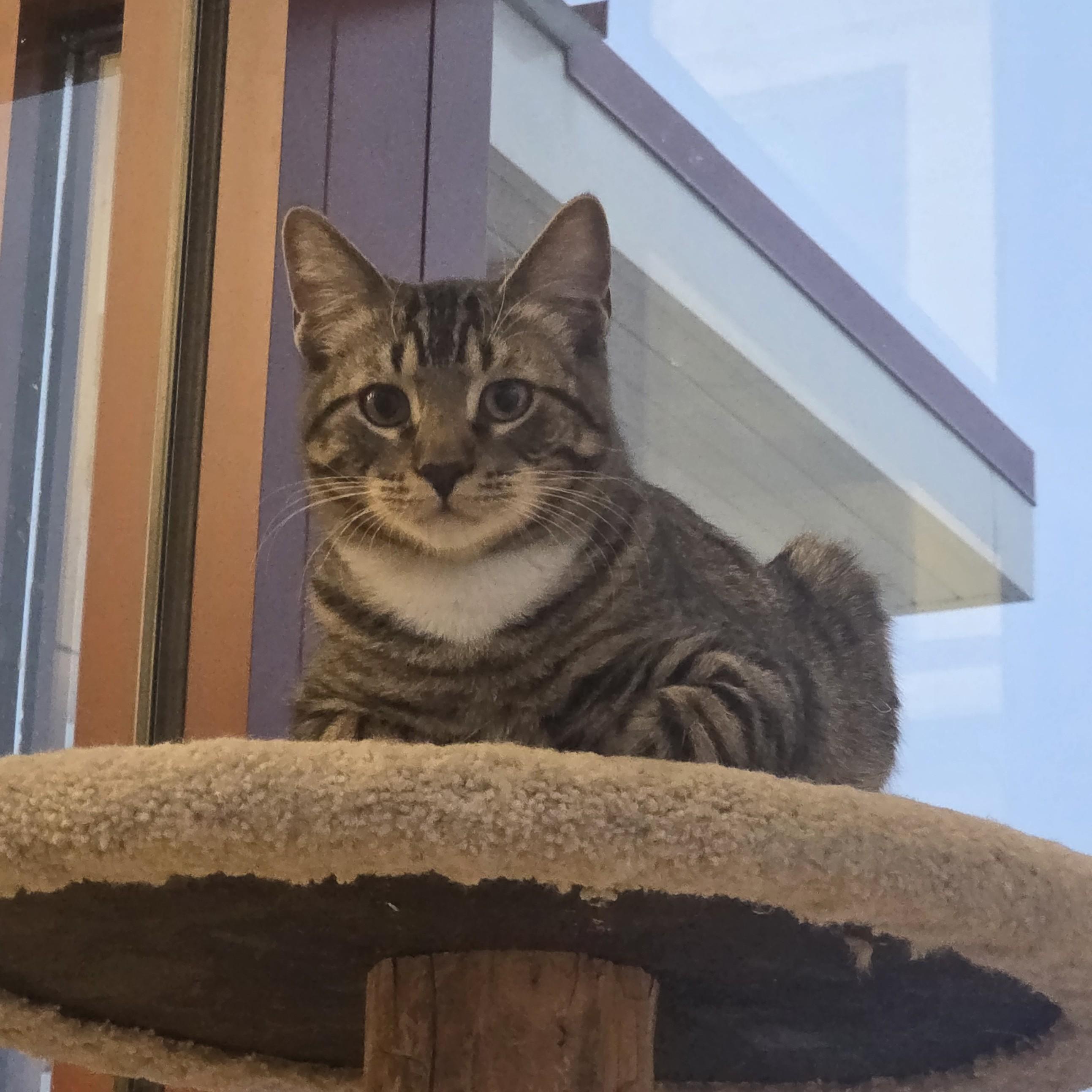 Enlarge Bob, a ADOPTABLE Domestic Short Hair in Madison, WI image 2/2