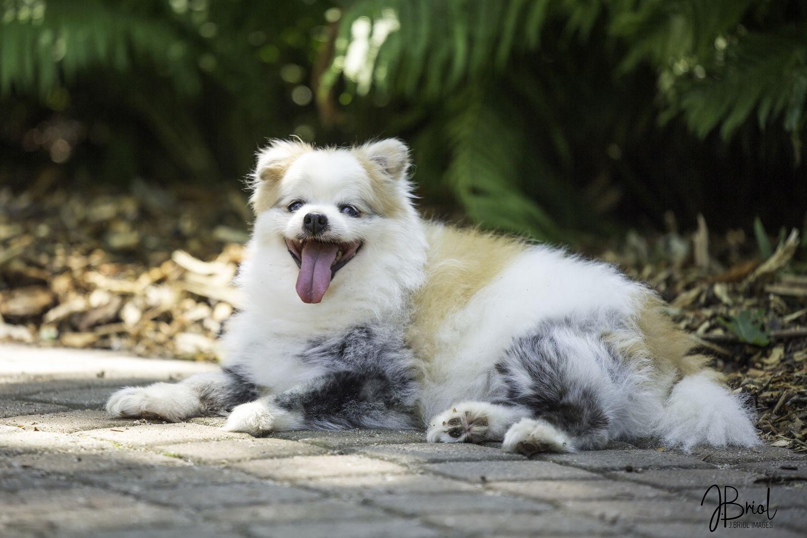 Enlarge Mr. Marshmallow McFlurry D6023, a Adoptable Pomeranian in minneapolis, MN image 2/3