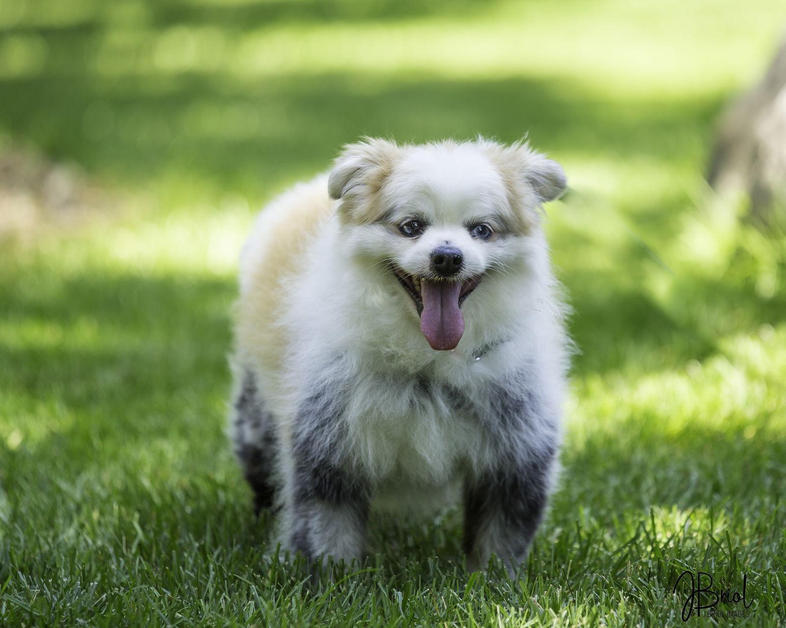 Enlarge Mr. Marshmallow McFlurry D6023, a Adoptable Pomeranian in minneapolis, MN image 3/3