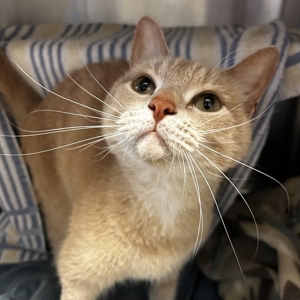 Enlarge Rougey, a Adoptable mixed breed in Oakland, CA image 1/3