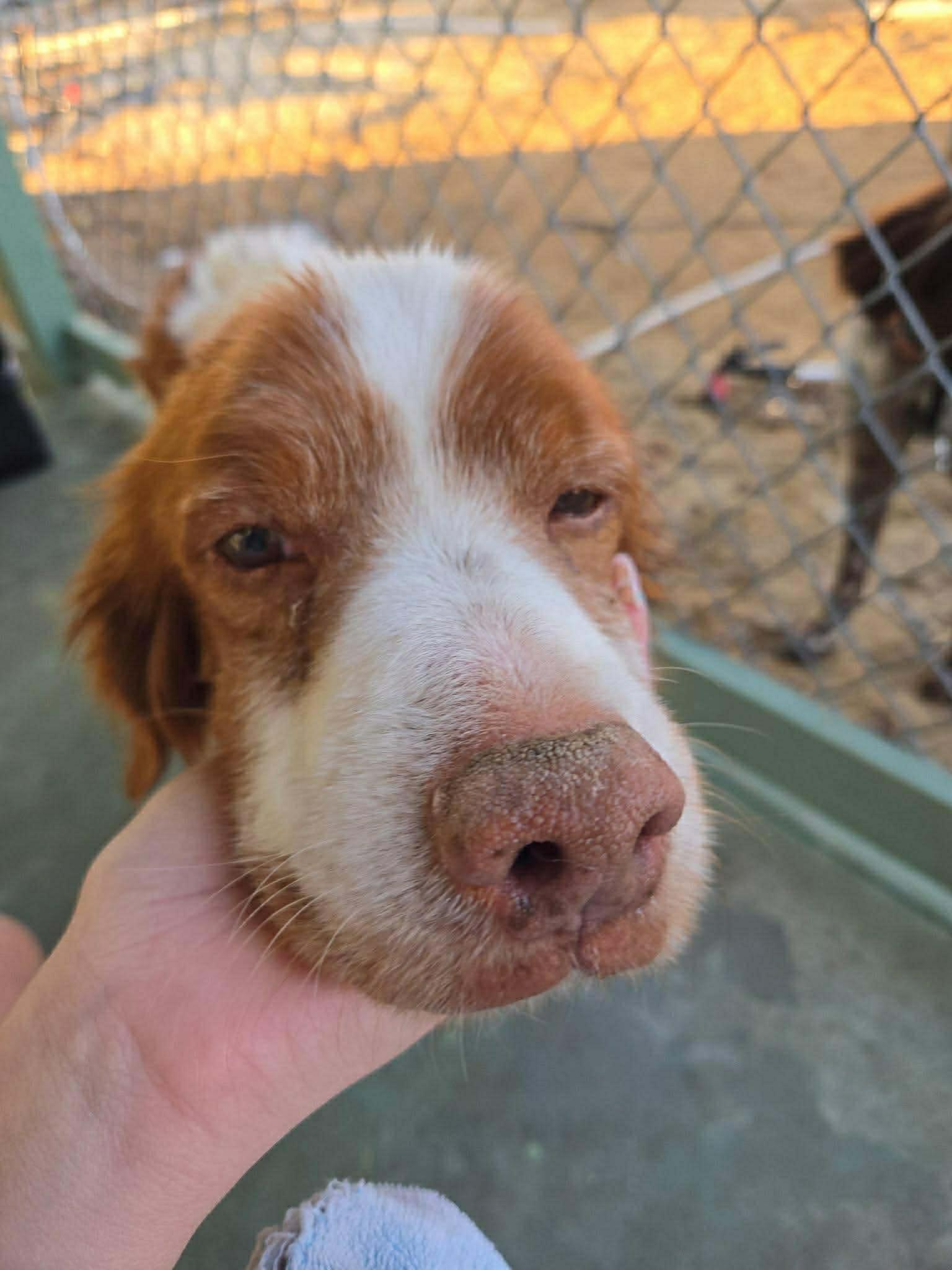 Bo, a Adoptable English Springer Spaniel in Panama City, FL image 2/4