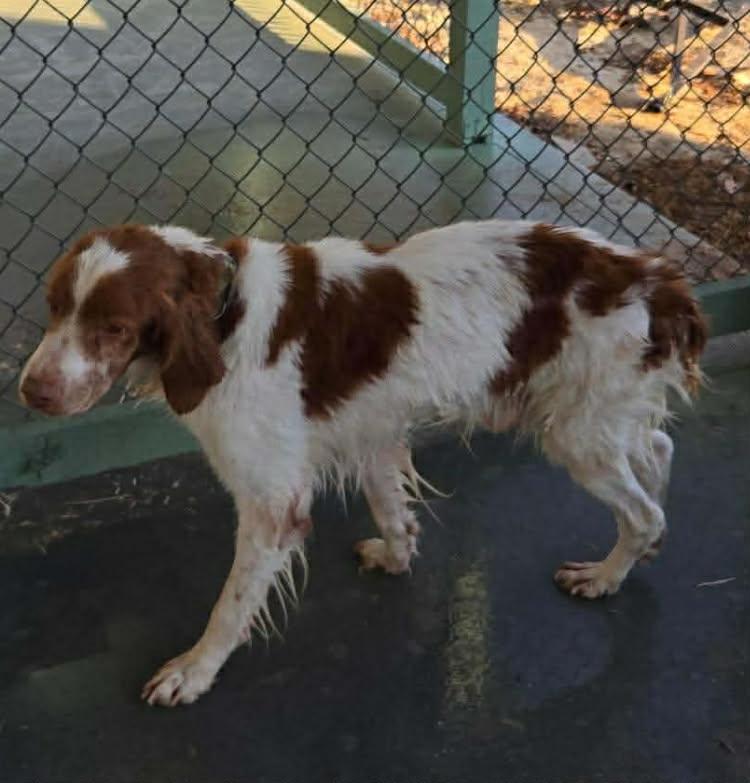 Bo, a Adoptable English Springer Spaniel in Panama City, FL image 4/4