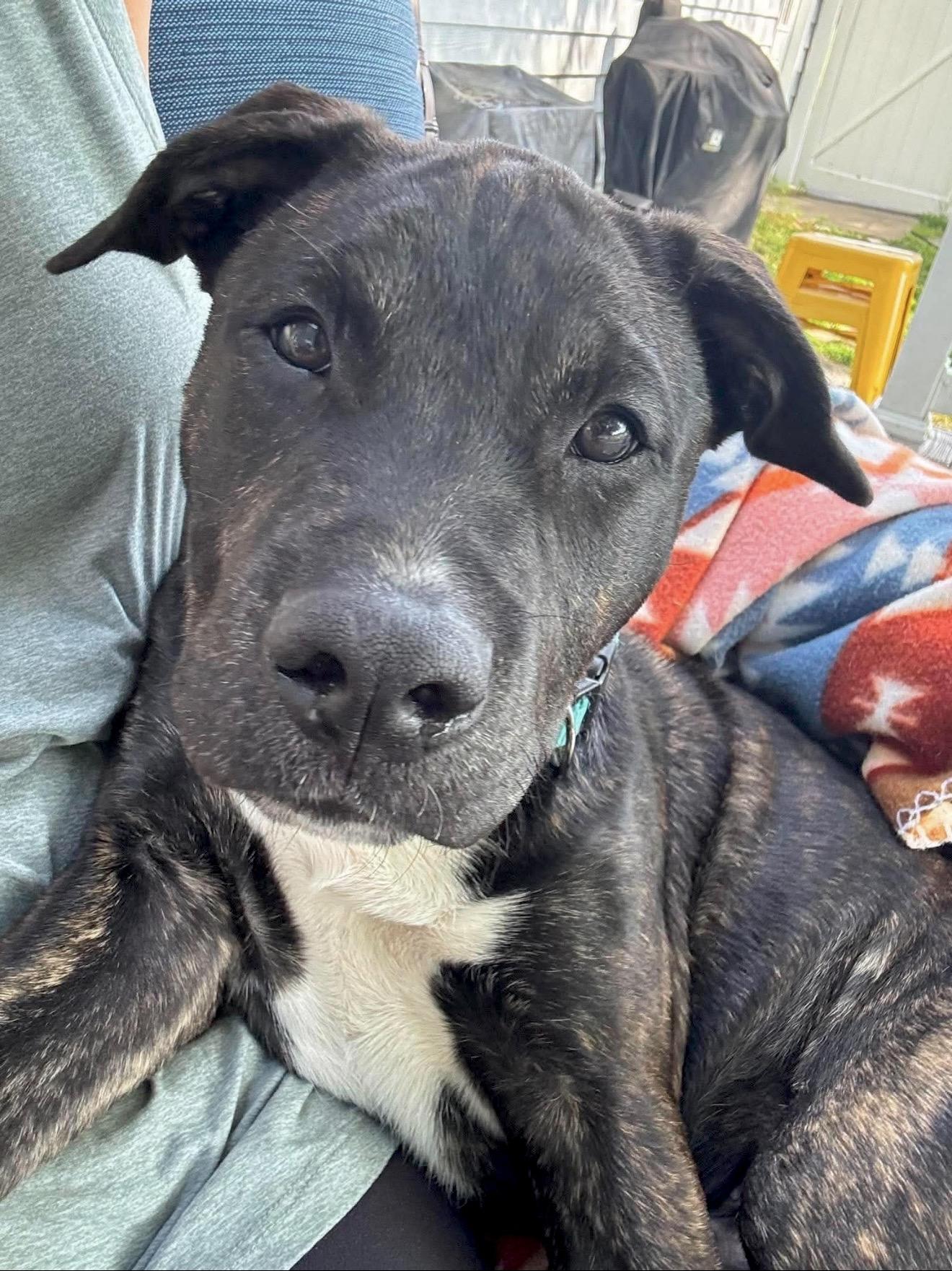 Schroeder, a Adoptable mixed breed in Annapolis, MD image 3/6