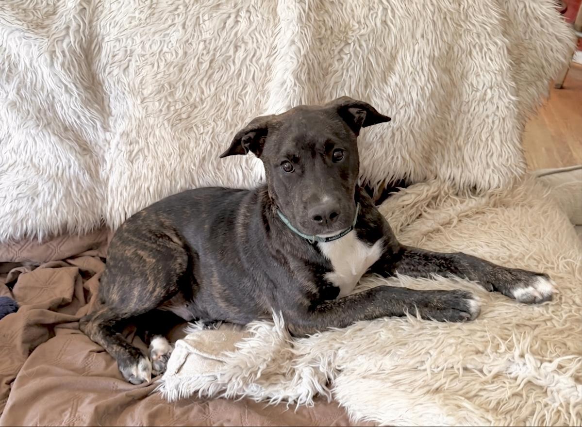 Schroeder, Adoptable, Puppy Male American Staffordshire Terrier & Boxer.