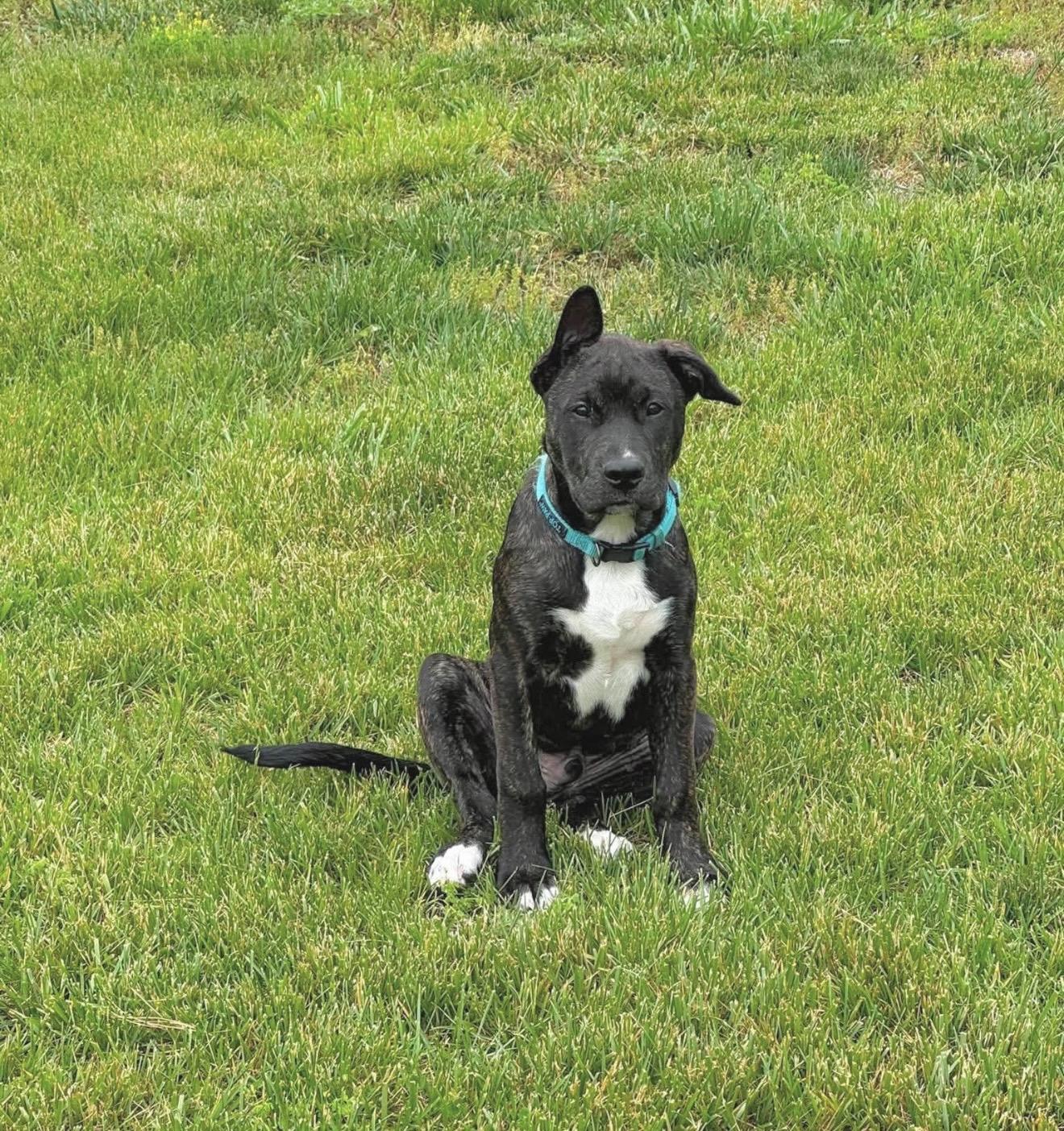 Schroeder, a Adoptable mixed breed in Annapolis, MD image 4/6