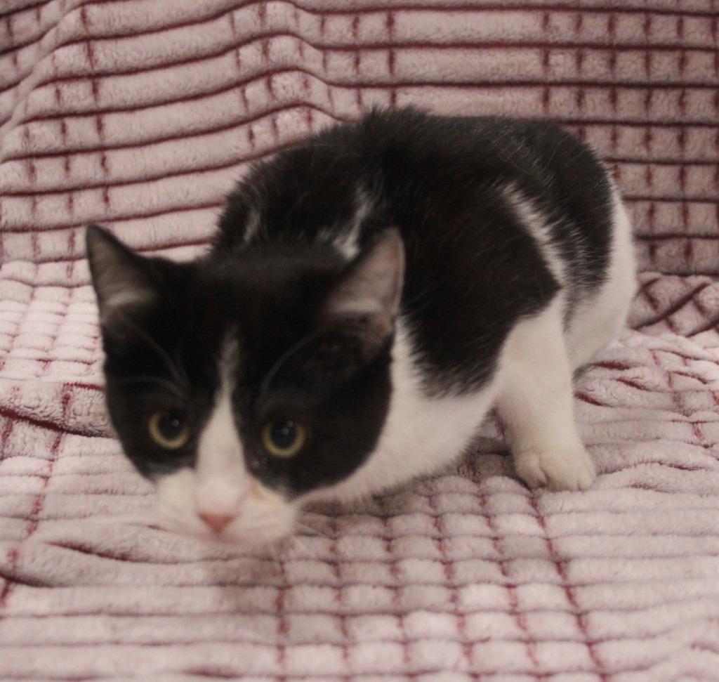 Enlarge Arwen, a Adoptable mixed breed in Vacaville, CA image 1/1