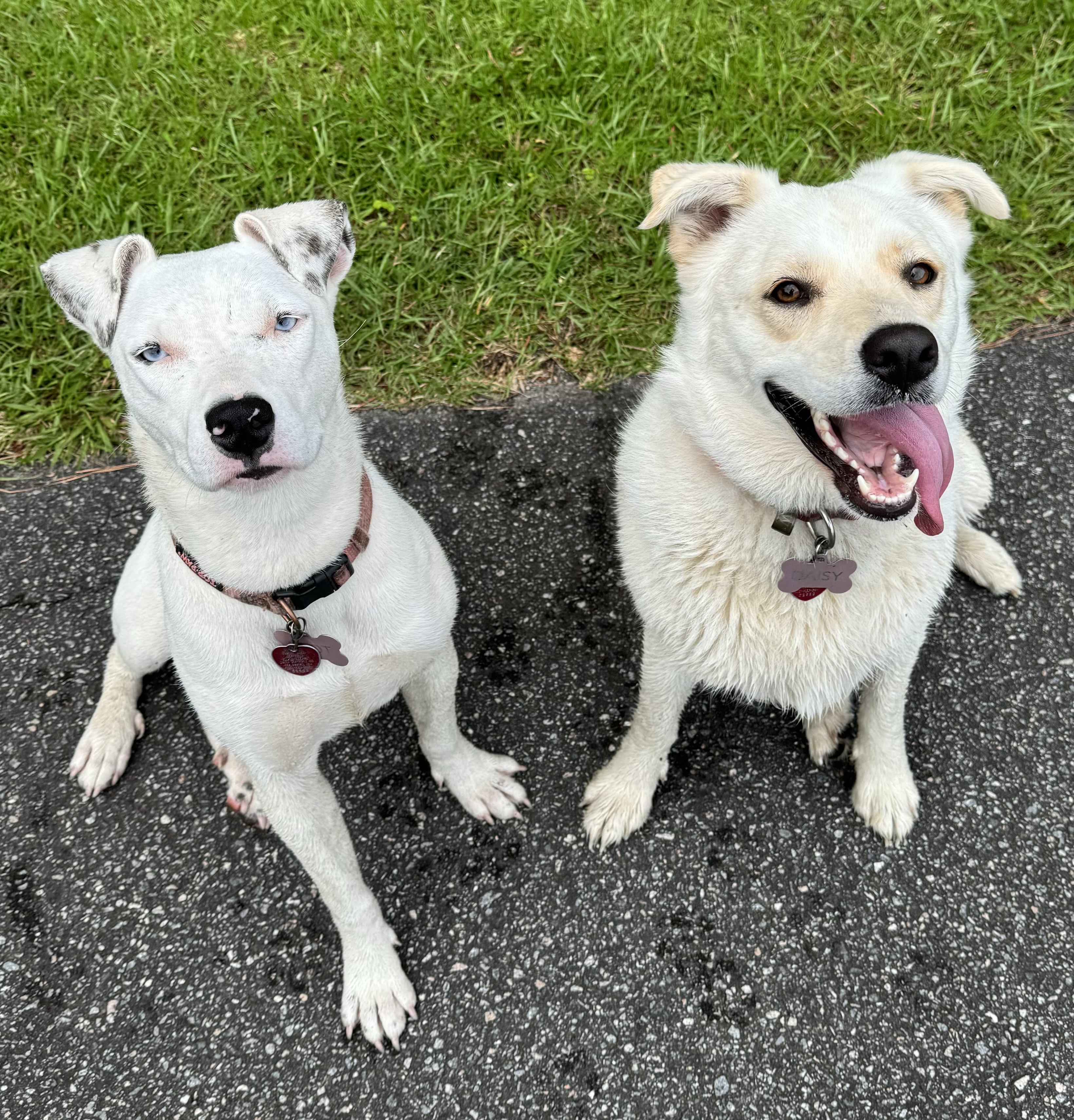 Daisy, a Adoptable Husky in Valdosta, GA image 4/6