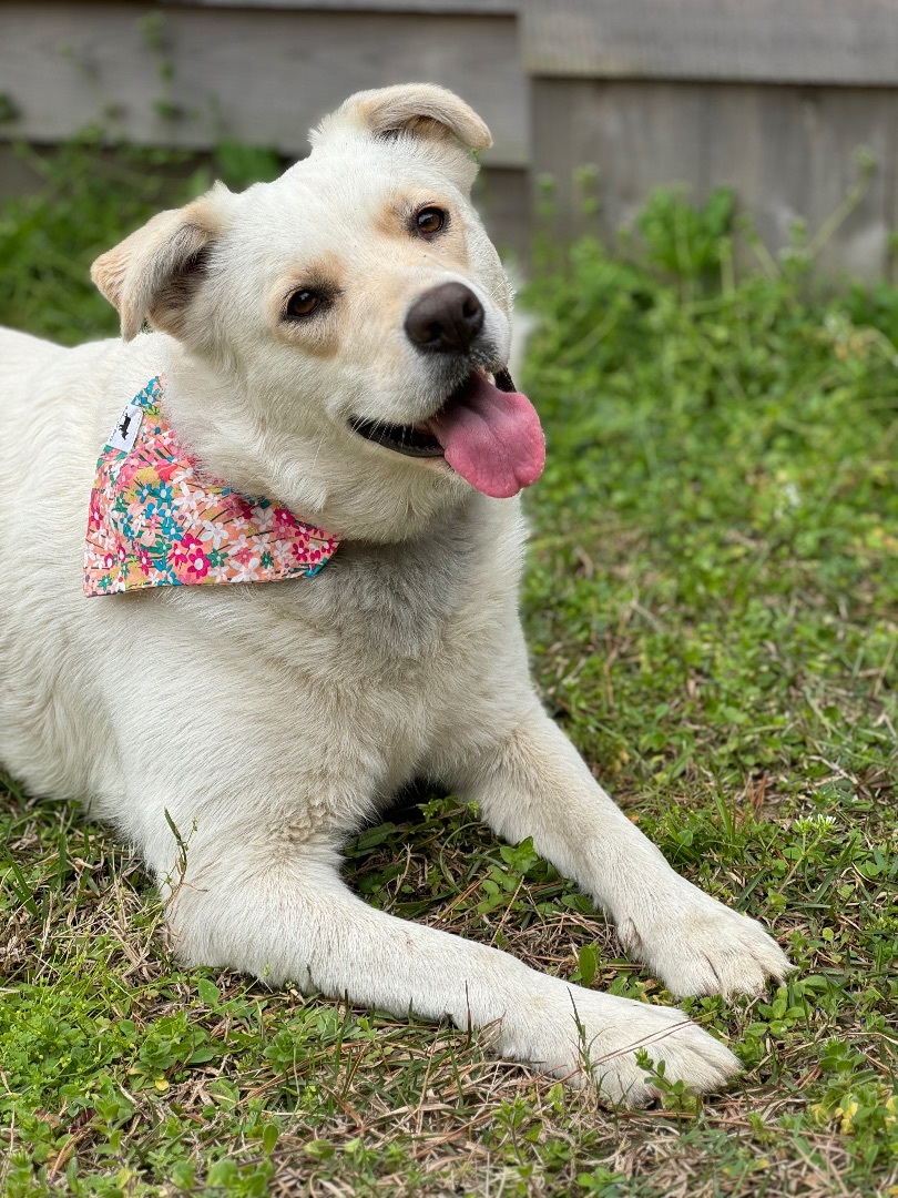 Daisy, a Adoptable Husky in Valdosta, GA image 2/6