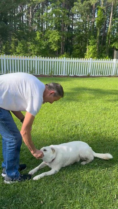 Enlarge Daisy, a Adoptable Husky in Valdosta, GA video 6/6