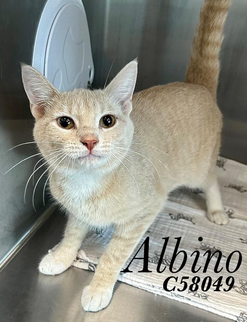 Enlarge Albino, a Adoptable mixed breed in Clarksville, TN image 1/1
