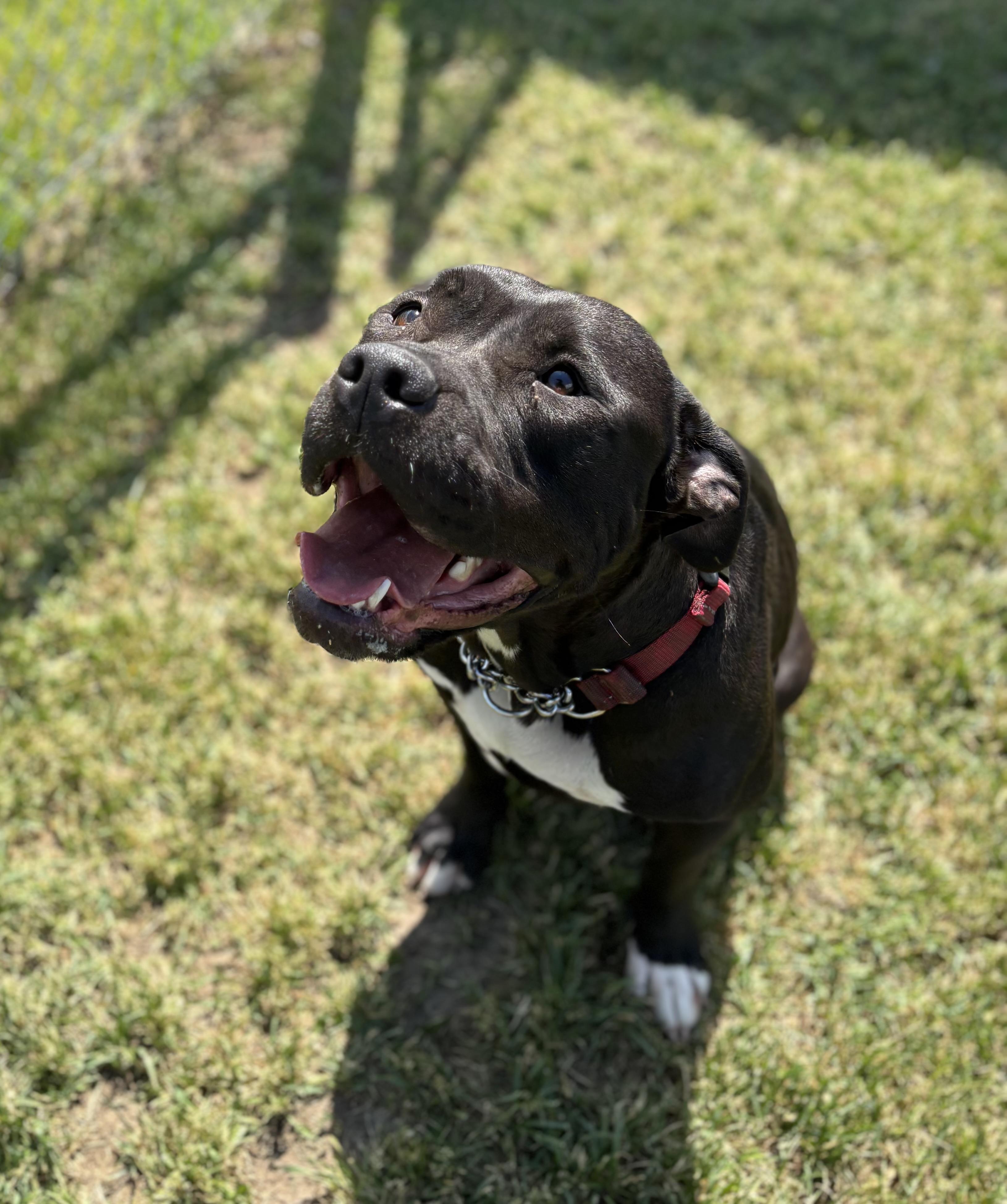 Enlarge Ashley, a ADOPTABLE mixed breed in Cannington, ON image 1/1