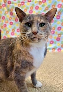 Candy, Adoptable, Adult Female Domestic Short Hair & Domestic Short Hair.
