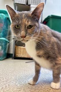 Candy — thumbnail 4