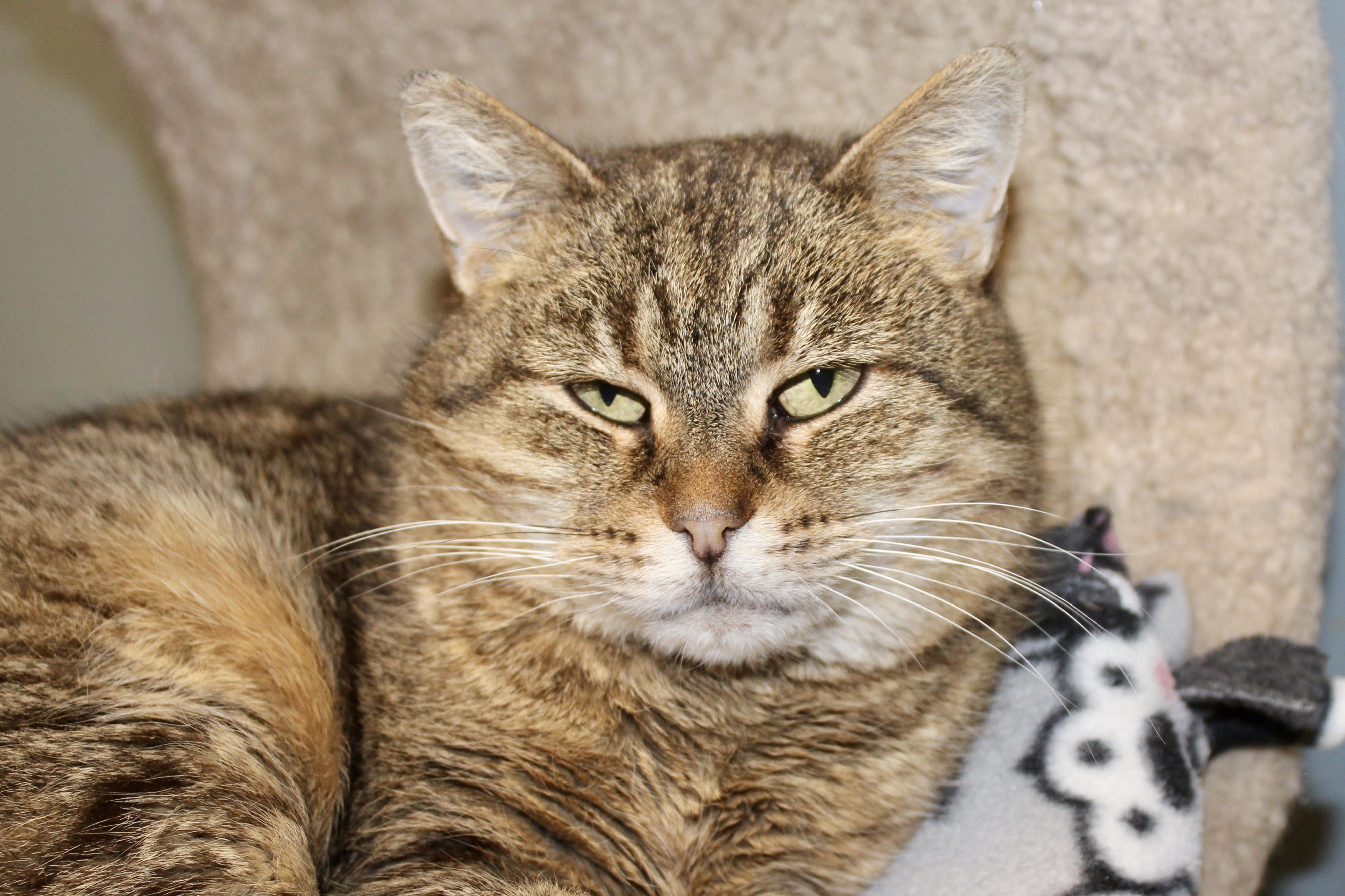 MEEKELLE — thumbnail 3