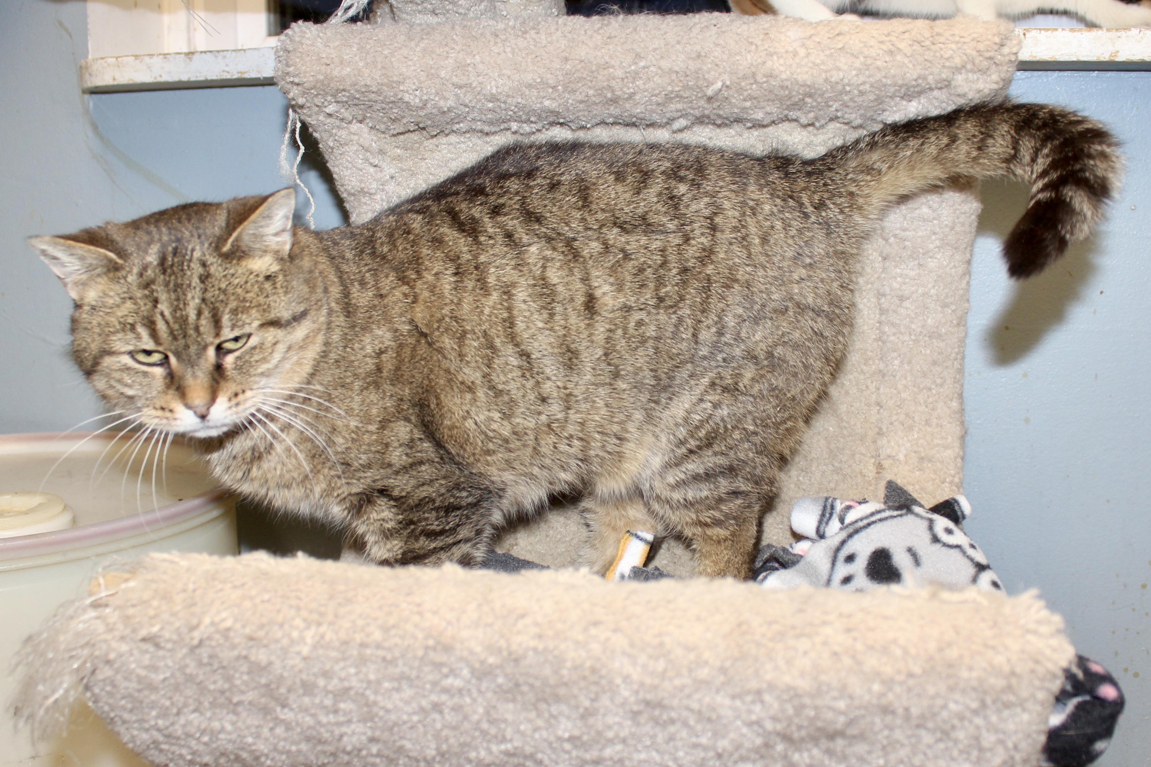 MEEKELLE — thumbnail 4