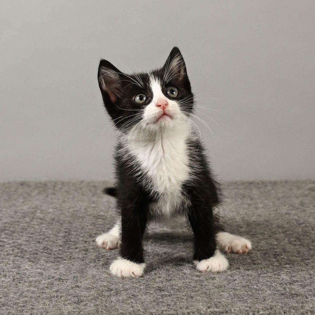 Enlarge Minnie, a Adopted Tuxedo in Bowling Green, OH image 1/2