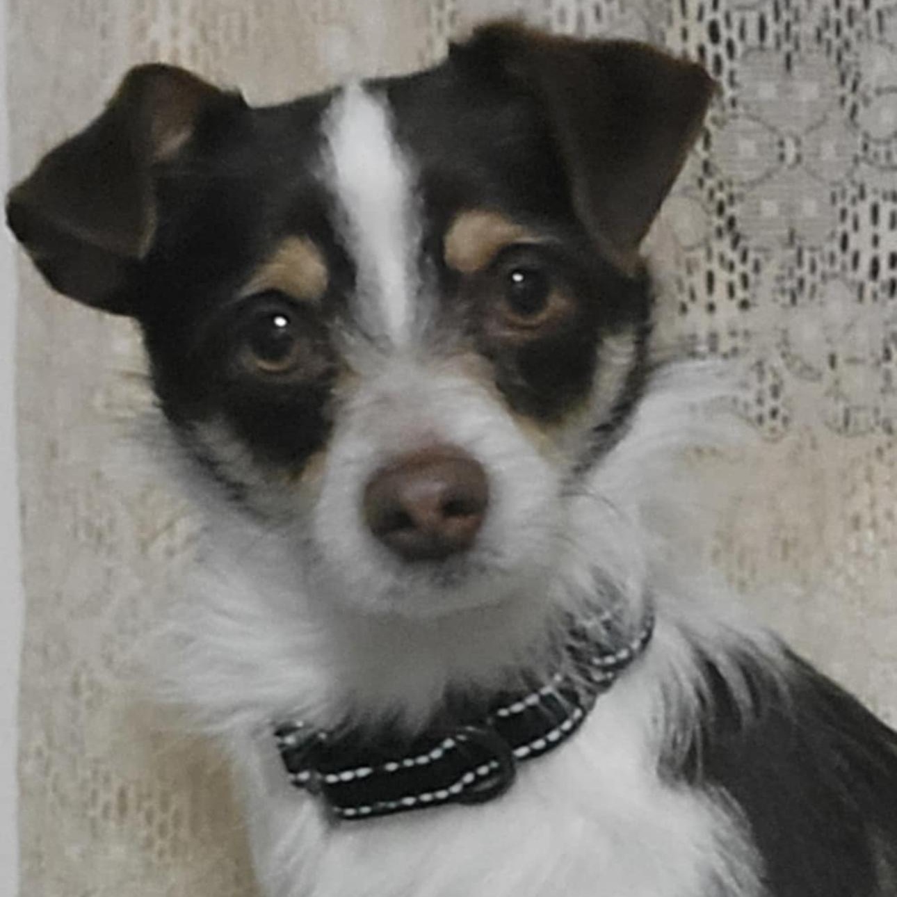 1641 Milo2, Adult Male unknown