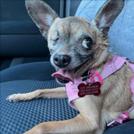 Enlarge Lemon, a Adopted Chihuahua in Tucson, AZ image 1/1