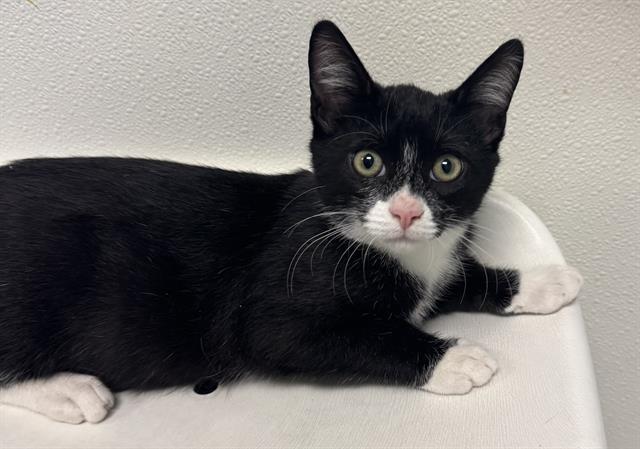 PUFFIN, Adoptable, Kitten Male Domestic Short Hair.