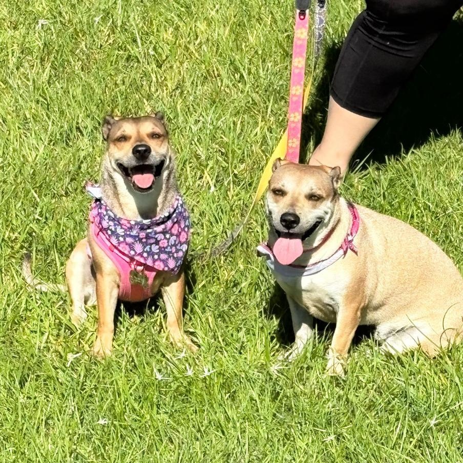 Nala and Kylei, ADOPTABLE, Adult Female Beagle & Dachshund.