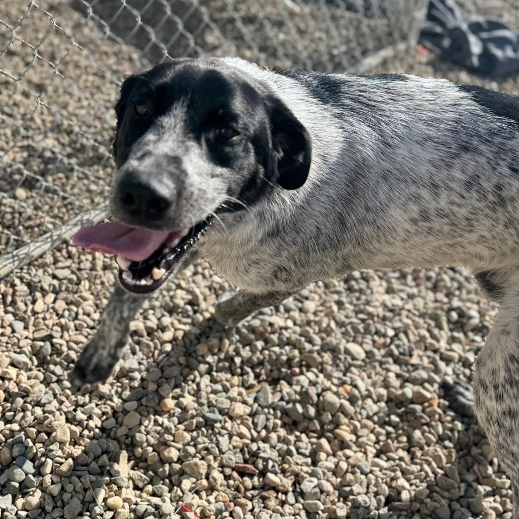 Enlarge Blue, a Adoptable mixed breed in North Battleford, SK image 1/6