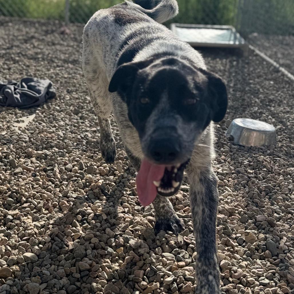 Enlarge Blue, a Adoptable mixed breed in North Battleford, SK image 2/6