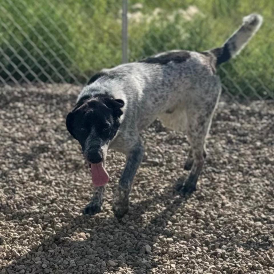 Enlarge Blue, a Adoptable mixed breed in North Battleford, SK image 3/6