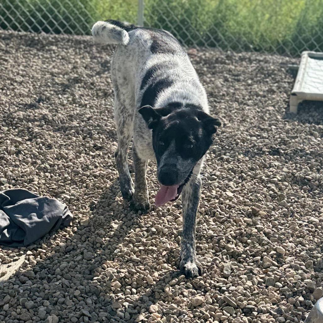 Enlarge Blue, a Adoptable mixed breed in North Battleford, SK image 4/6