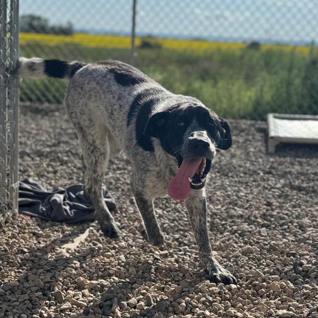 Enlarge Blue, a Adoptable mixed breed in North Battleford, SK image 5/6