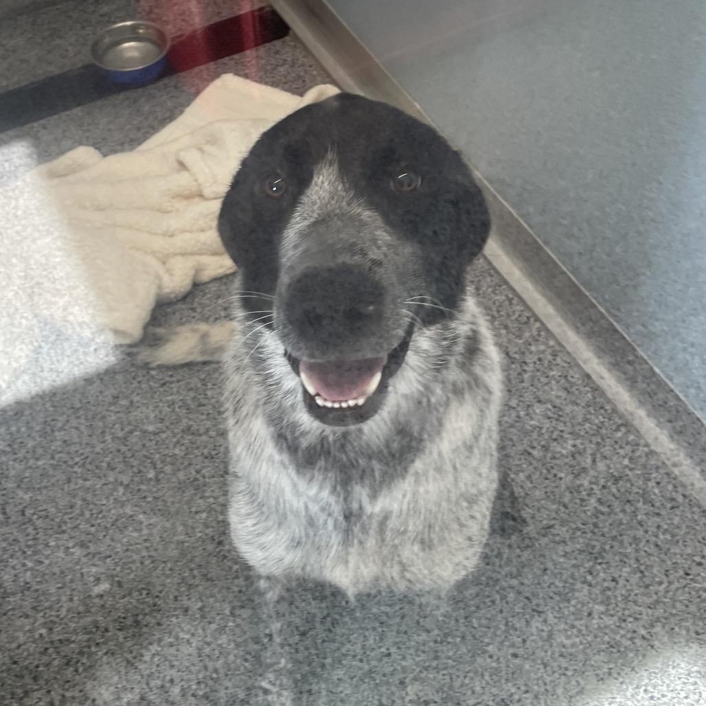 Enlarge Blue, a Adoptable mixed breed in North Battleford, SK image 6/6