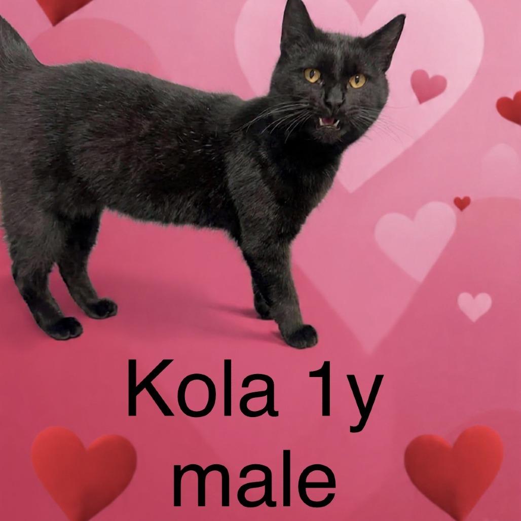 Kola, Adoptable, Young Male Domestic Short Hair.