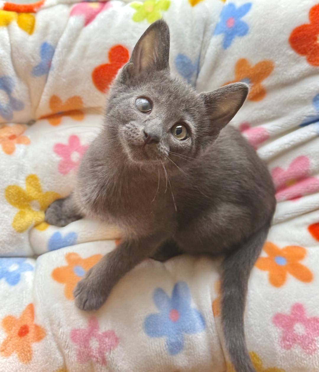 Marzipan
