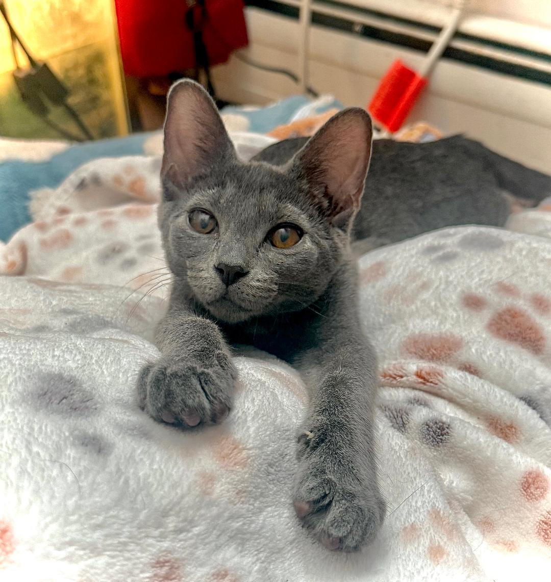 Marzipan
