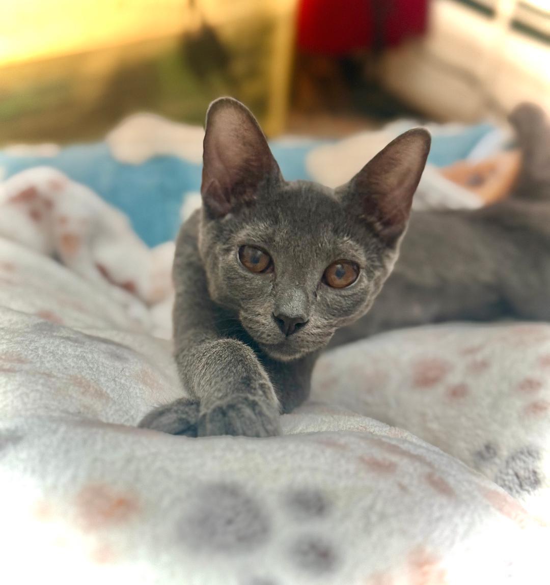 Marzipan