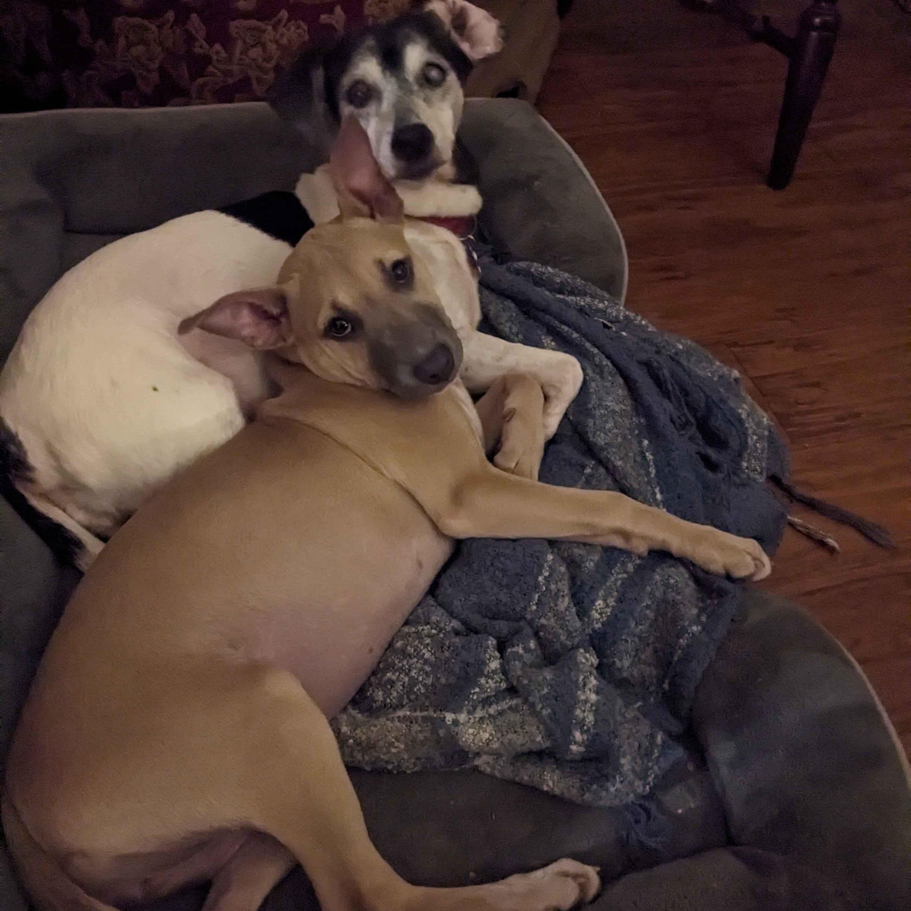 Enlarge Lemon, a Adoptable mixed breed in Austin, TX image 3/5