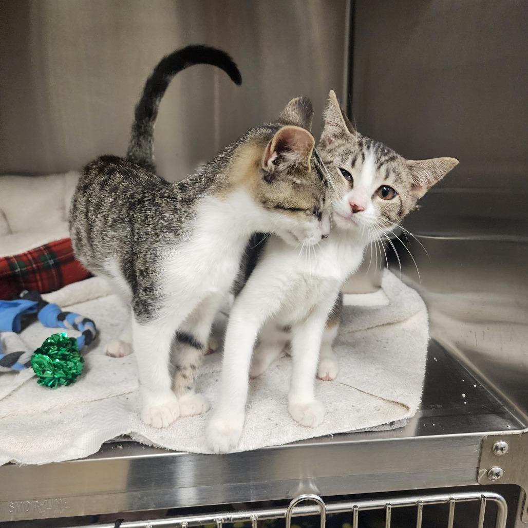 Enlarge Flint, a Adoptable Domestic Short Hair in Evensville, TN image 1/6