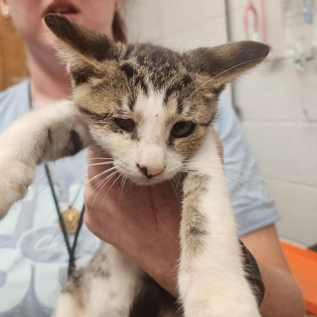 Enlarge Flint, a Adoptable Domestic Short Hair in Evensville, TN image 2/6