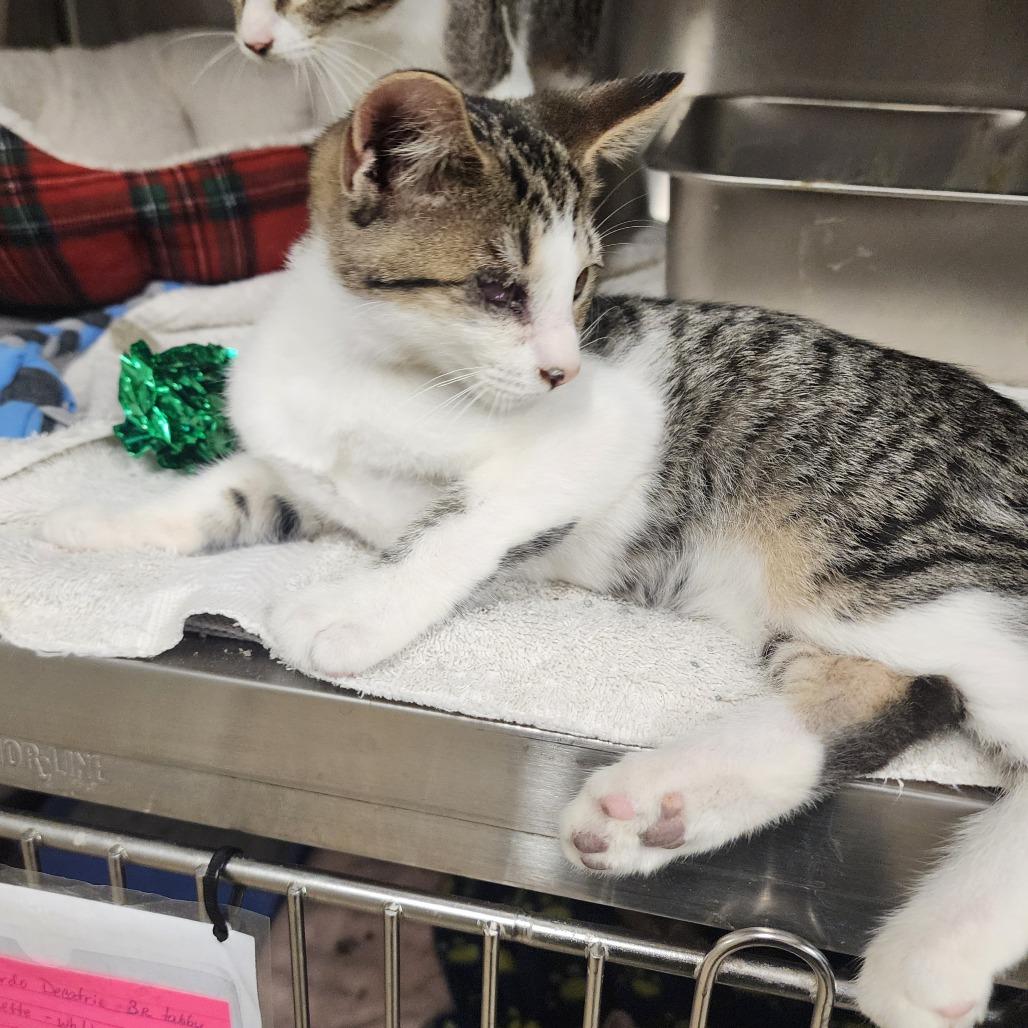 Enlarge Flint, a Adoptable Domestic Short Hair in Evensville, TN image 4/6