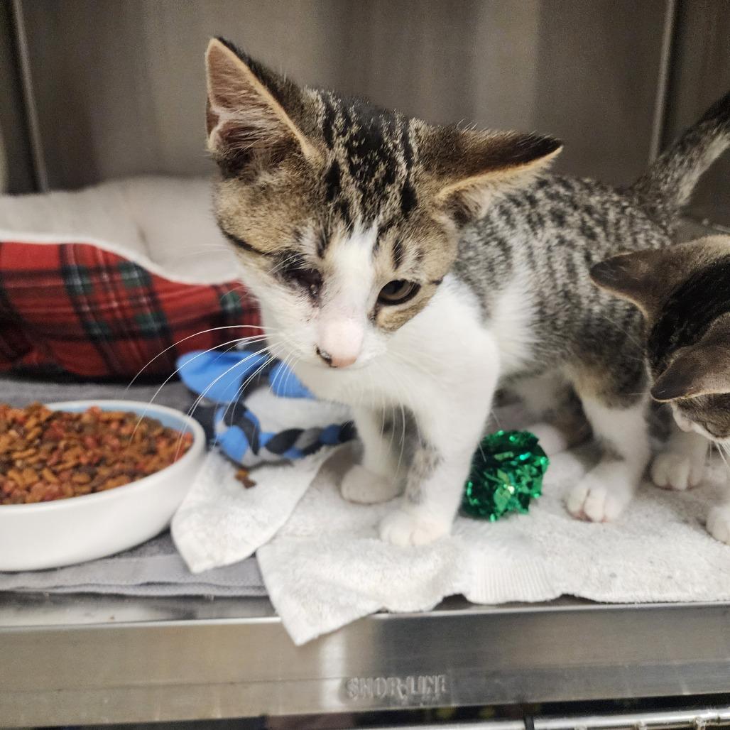 Enlarge Flint, a Adoptable Domestic Short Hair in Evensville, TN image 5/6
