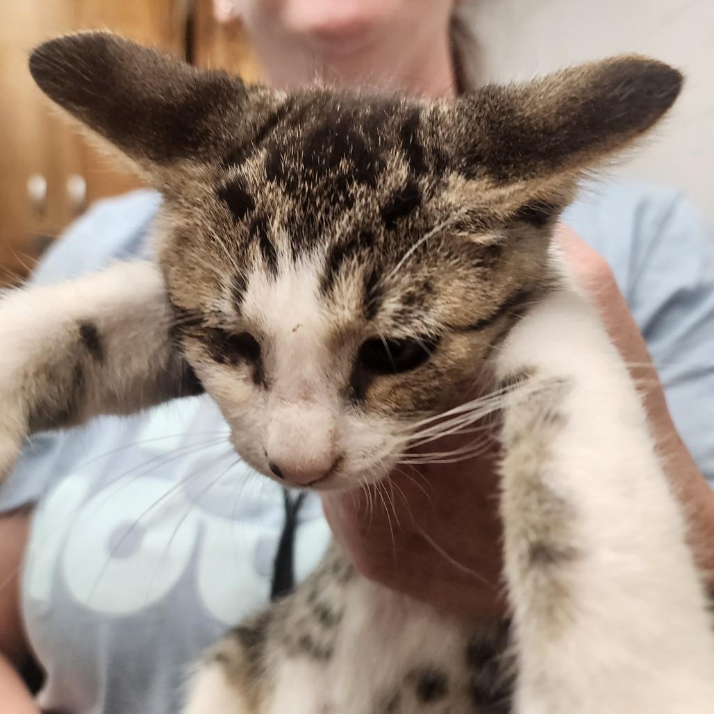Enlarge Flint, a Adoptable Domestic Short Hair in Evensville, TN image 6/6