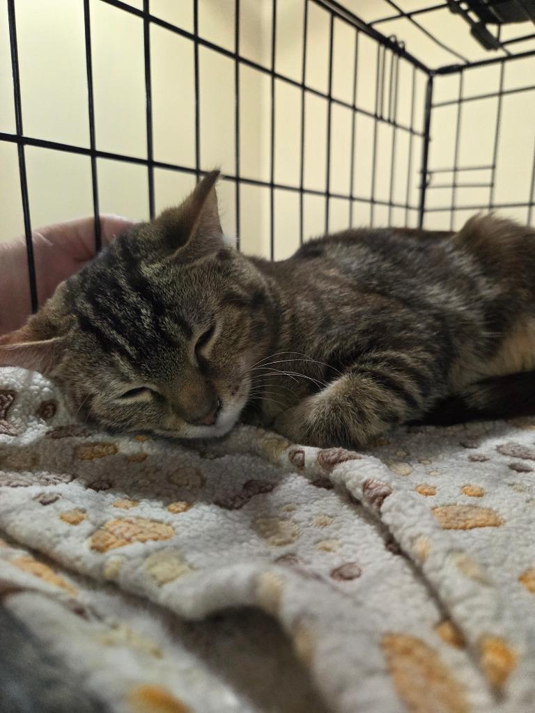 Enlarge Priscilla Presley, a Adoptable mixed breed in Parkville, MD image 1/4