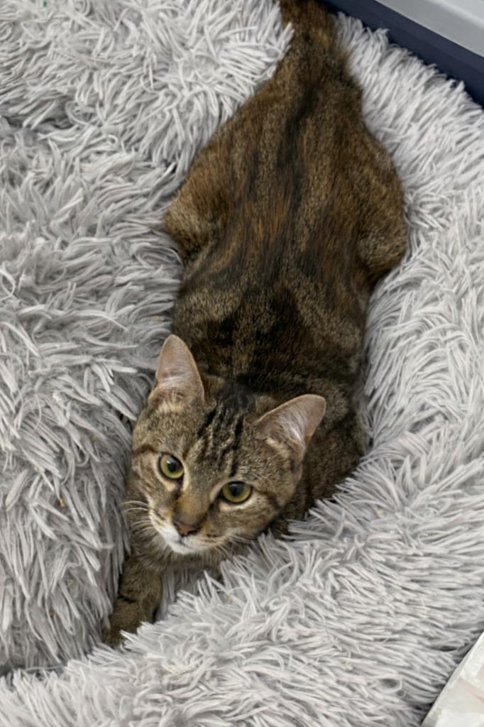 Enlarge Priscilla Presley, a Adoptable mixed breed in Parkville, MD image 2/4